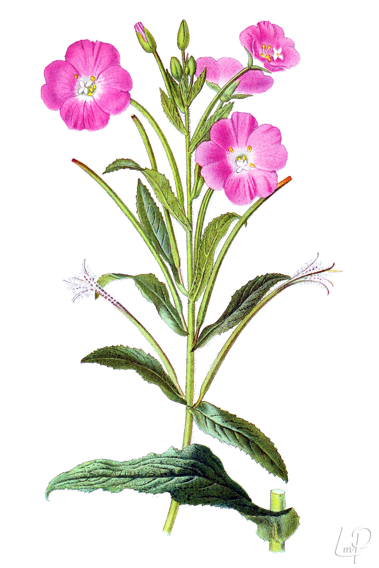 Porno filmlarni tomosha qiling, onaga josuslik qiling va jinnilik qiling Onam bilan rus jinsiy erotika